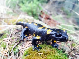 schwarzer Salamander