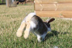 Springendes Kaninchen