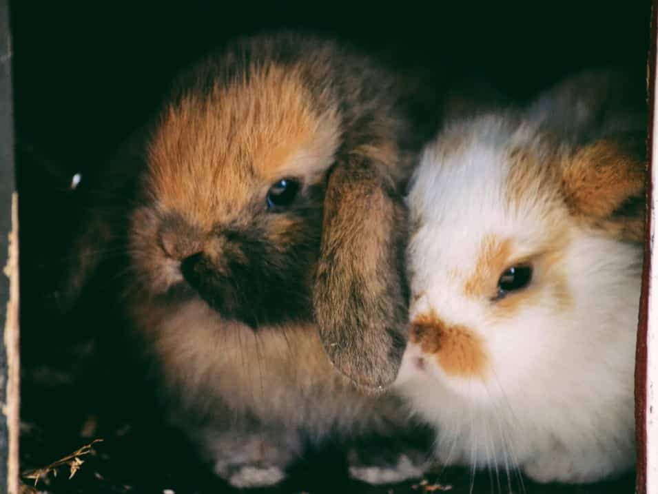 Zwei Kaninchen im Stall