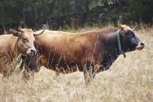 Das Braunvieh ist ein Nutztier, das insbesondere in der Alpenregion zuhause ist.