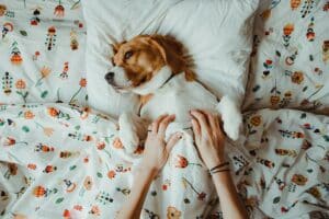 Beagle sind Familienhunde, haben aber ihre Eigenheiten. Foto Florin via Twenty20