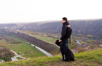 Der Riesenschnauzer ist ein treuer Begleiter. Foto: olga.pulchina via Twenty20