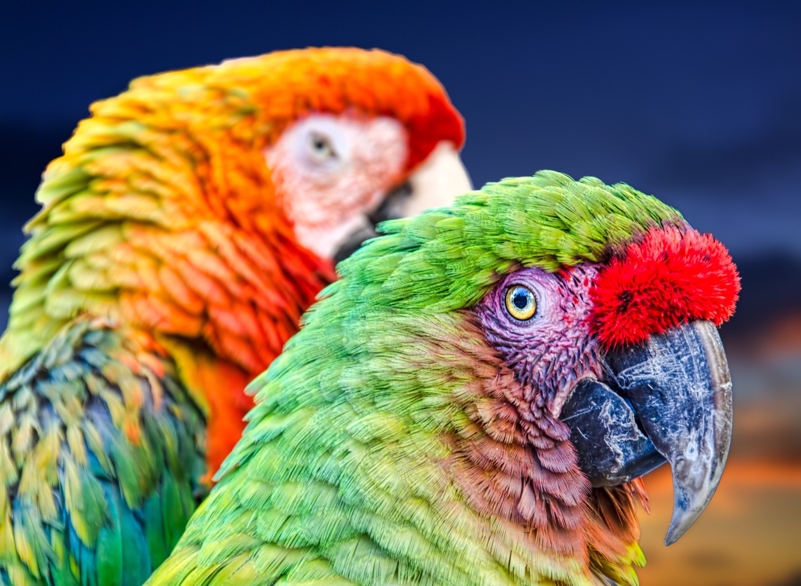 Es gibt viele schöne Namen für Papageien. Foto chrisfloresfoto via Twenty20