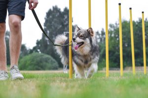 Hundesport wie Agility tut der Gesundheit der meisten Vierbeiner gut. Foto: lindaze via Twenty20