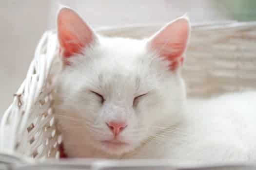Weiße Katzen Taubheit