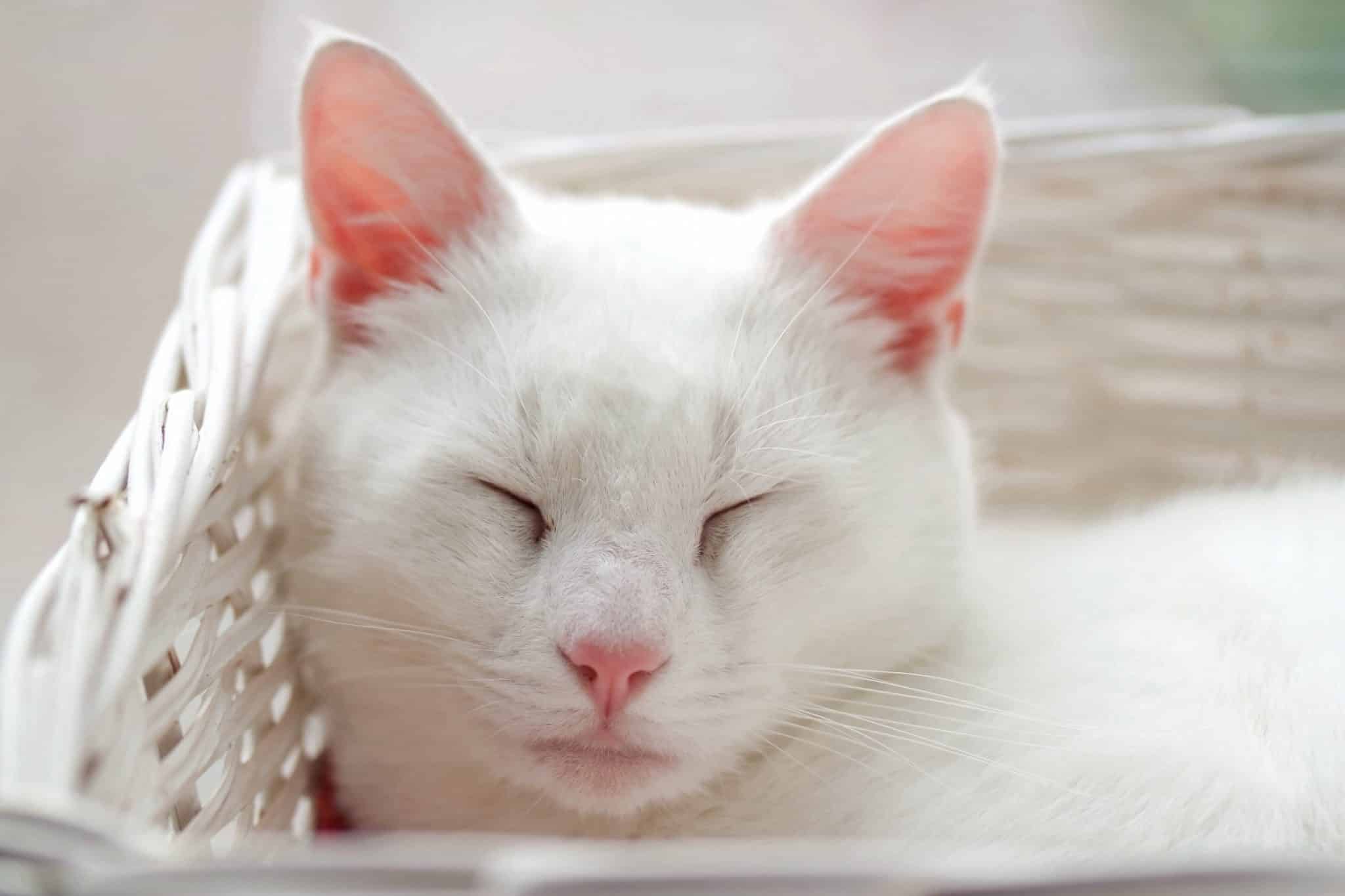 Ist die Weisszucht von Katzen, also die Zucht weißer Katzen, erlaubt Foto SmitBruins via Twenty20