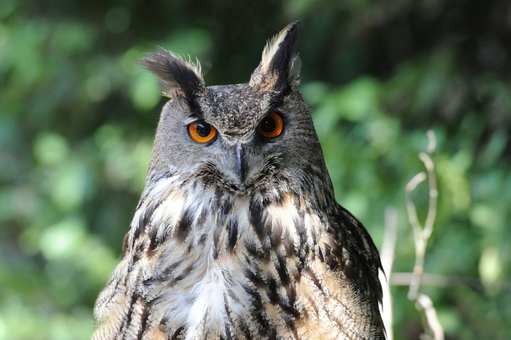 Der Uhu - BerufungTier.de -Tierblog