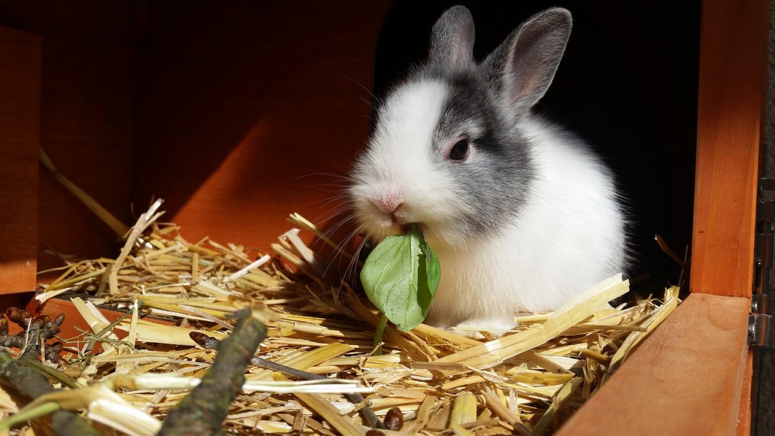 Dürfen Kaninchen Sellerie essen?