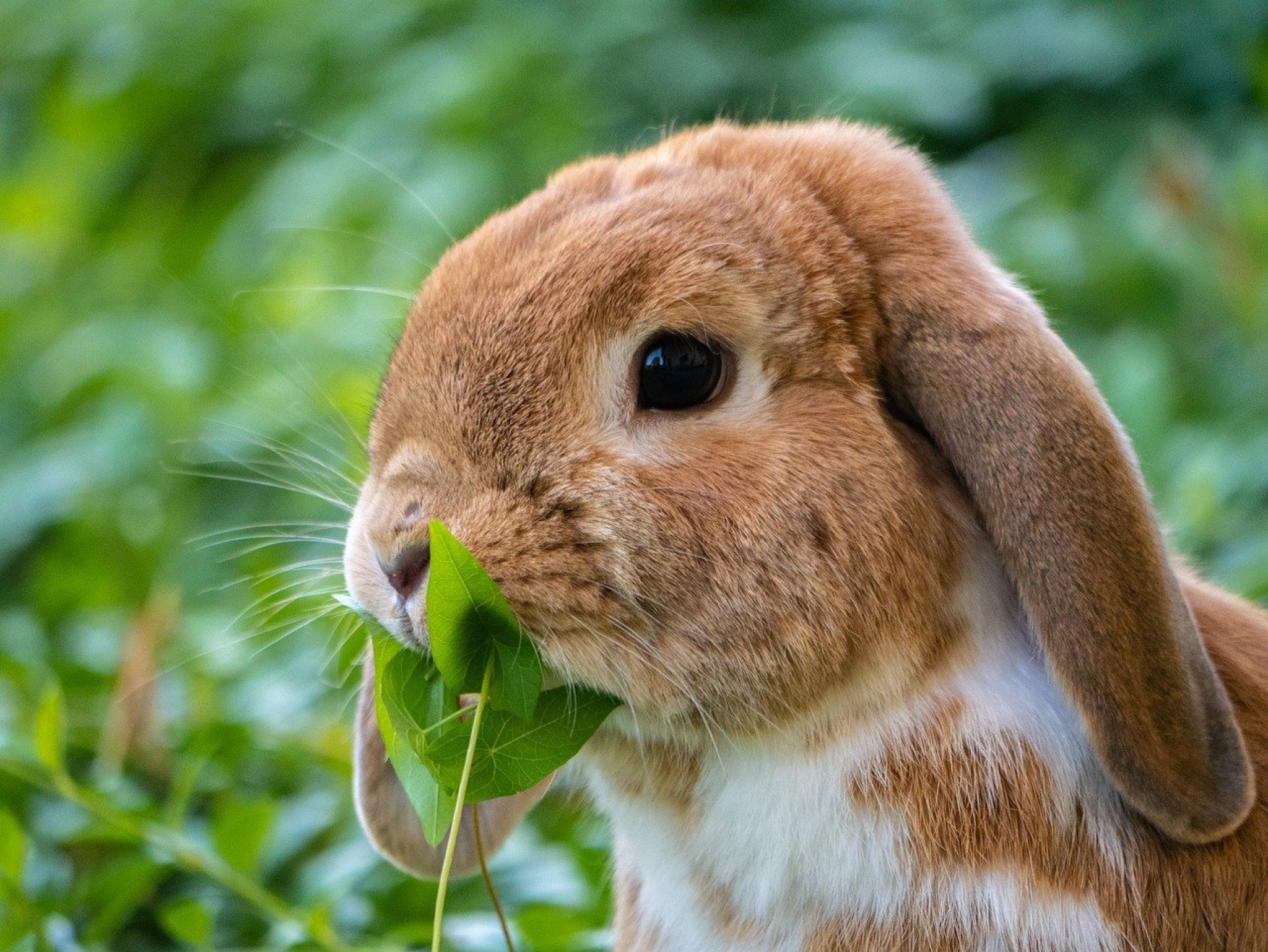 Dürfen Kaninchen Sellerie essen?
