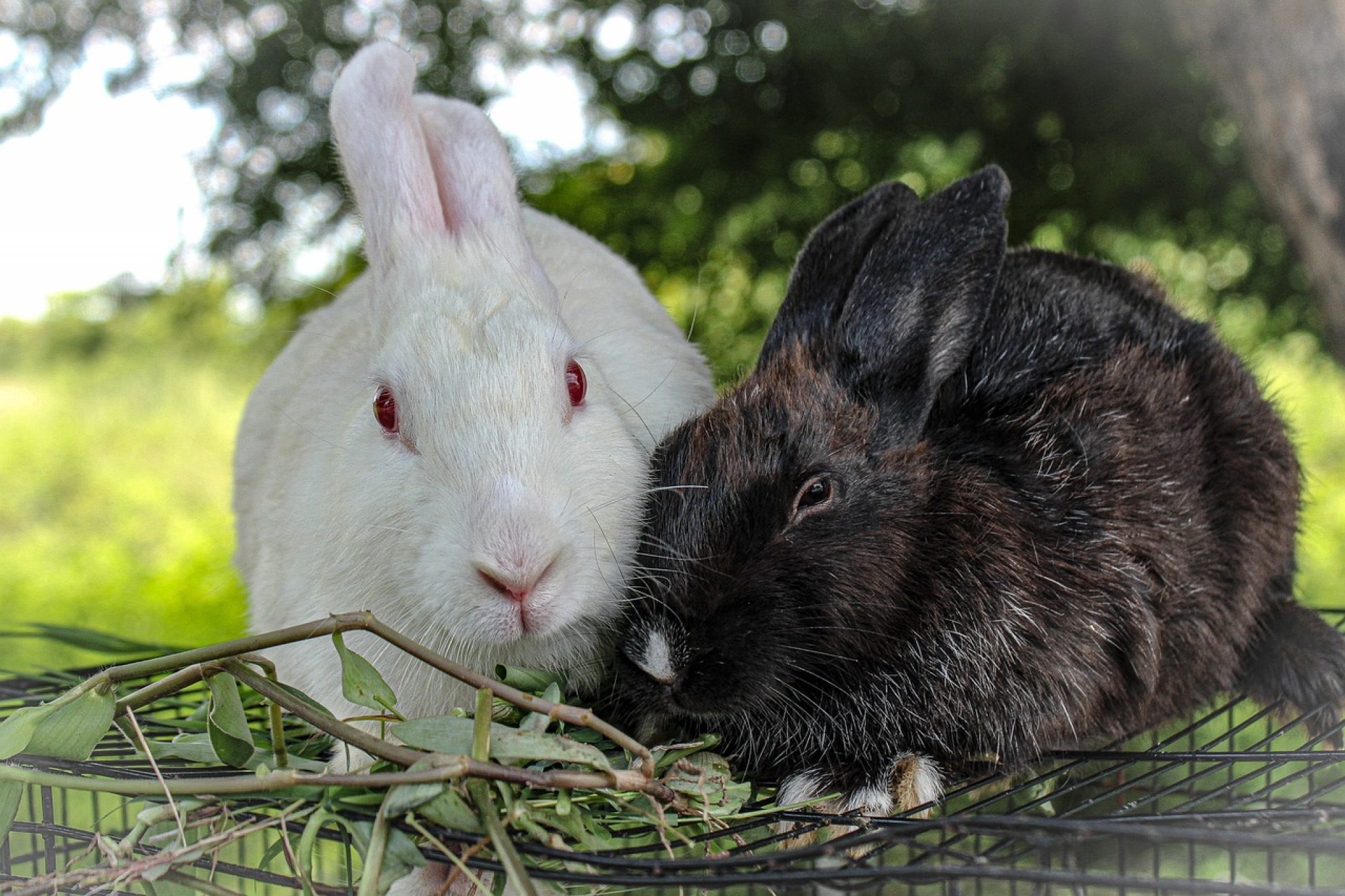Dürfen Kaninchen Sellerie essen?