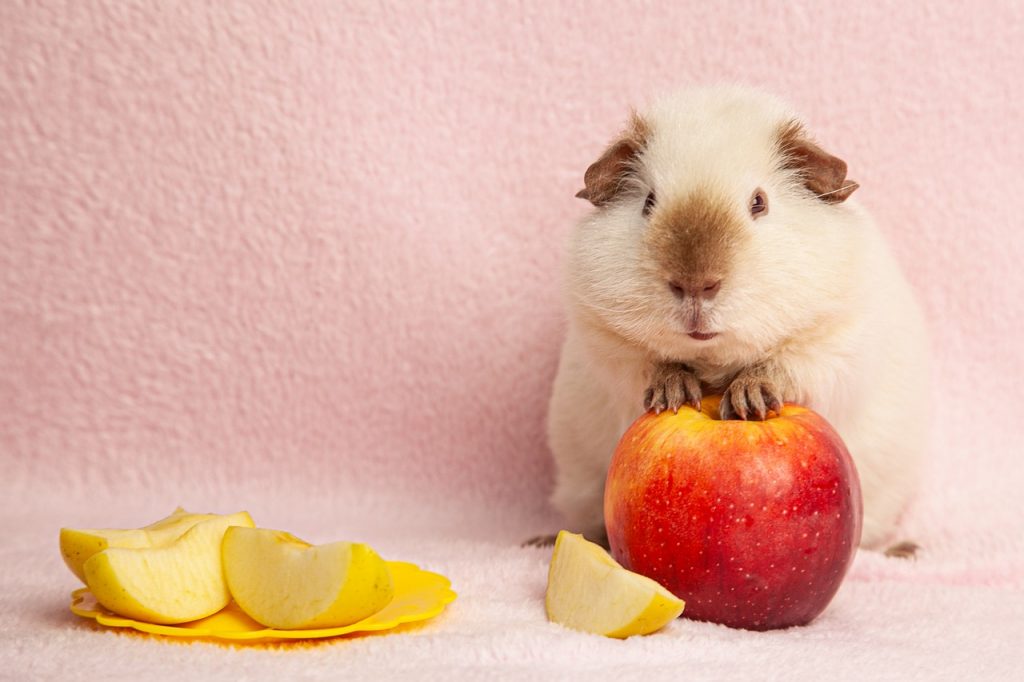 Dürfen Meerschweinchen Wassermelone essen?