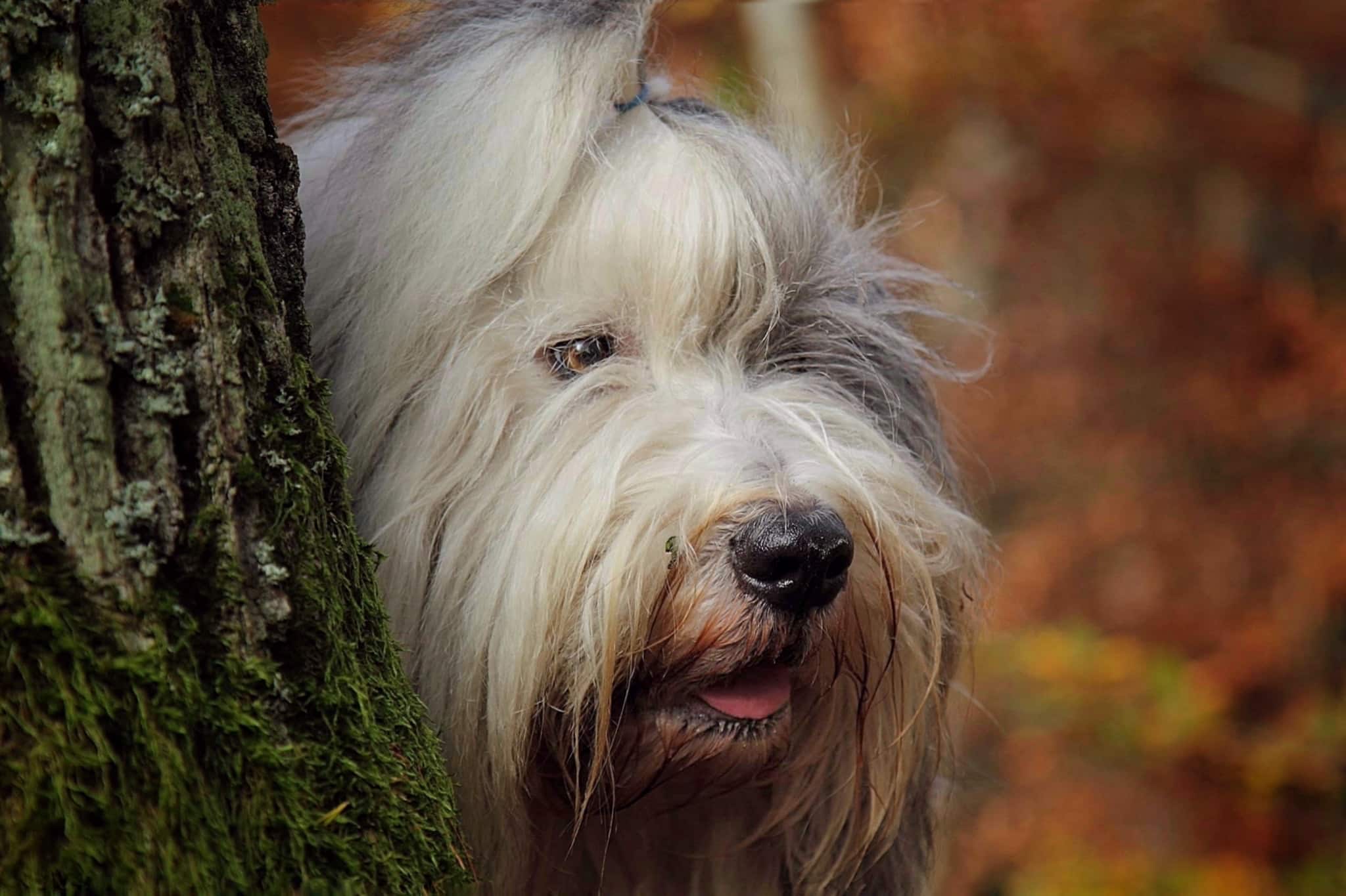 Der Bobtail ist ein treuer und oft auch lustiger Familienhund. Foto: kati.alexander via Twenty20