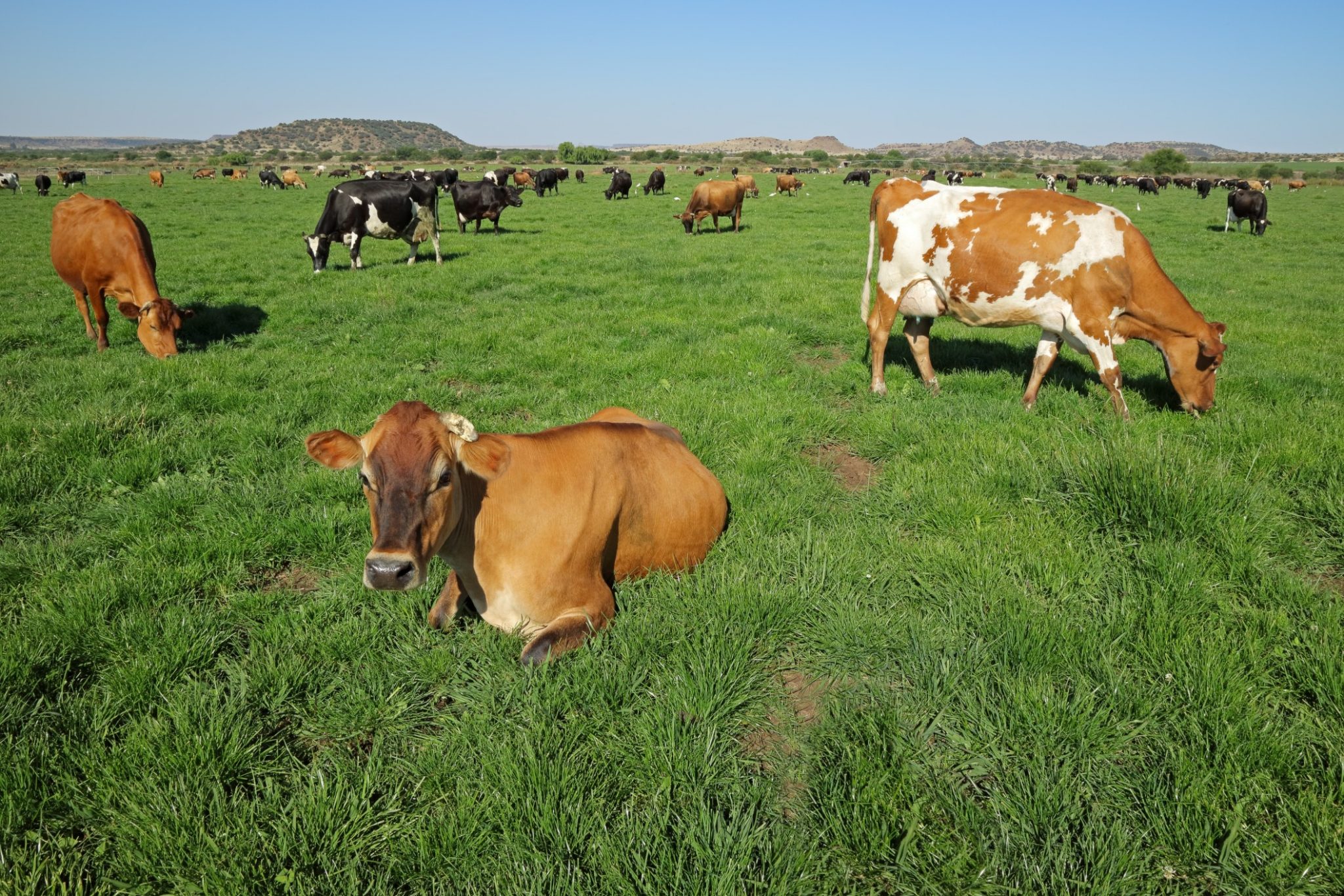 Holstein Rinder findet man auf der ganzen Welt. Foto icoSmit via Twenty20