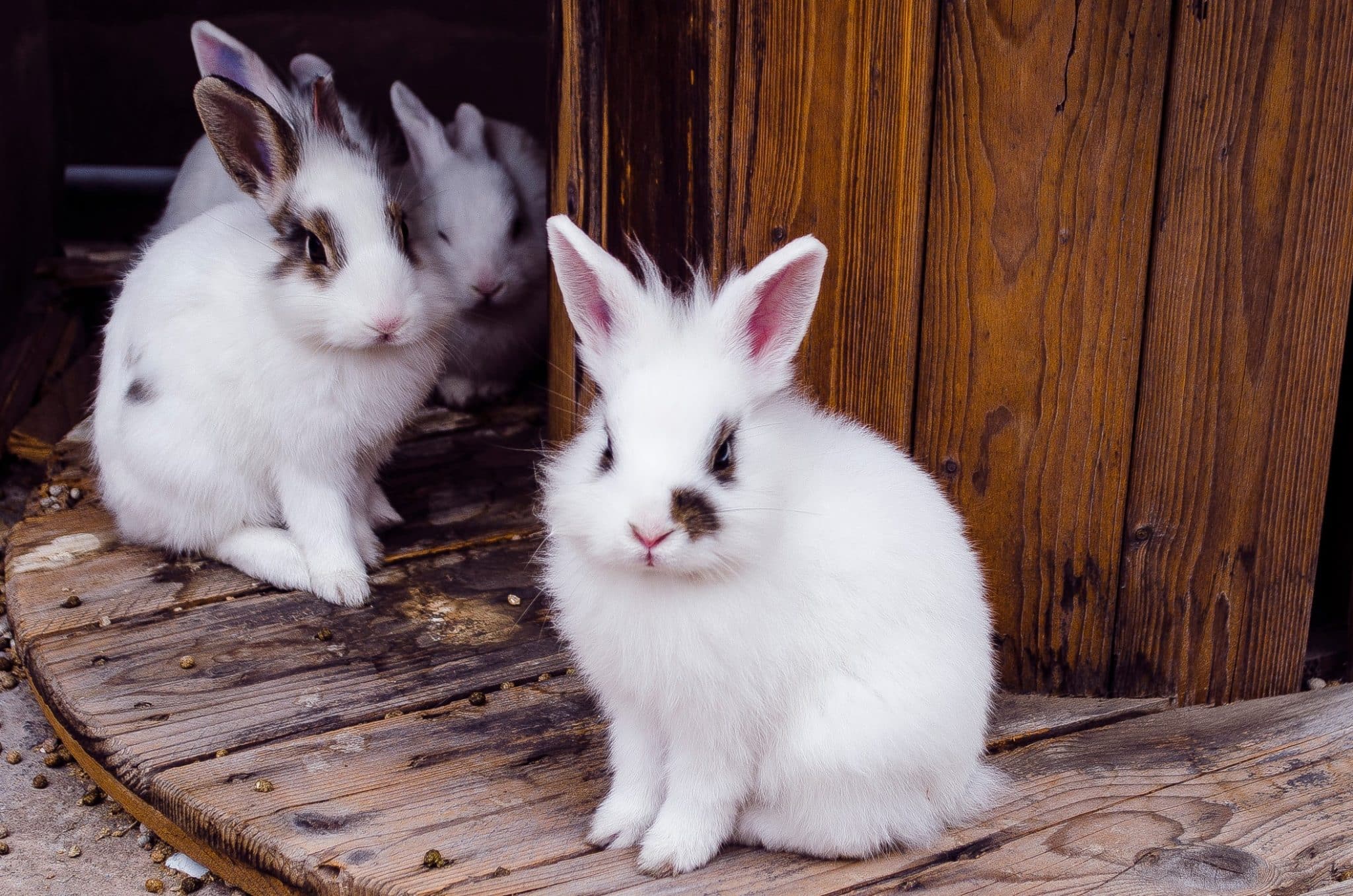 Bei der Kaninchenzucht sollten viele Dinge beachtet werden. Foto Micomaco via Twenty20