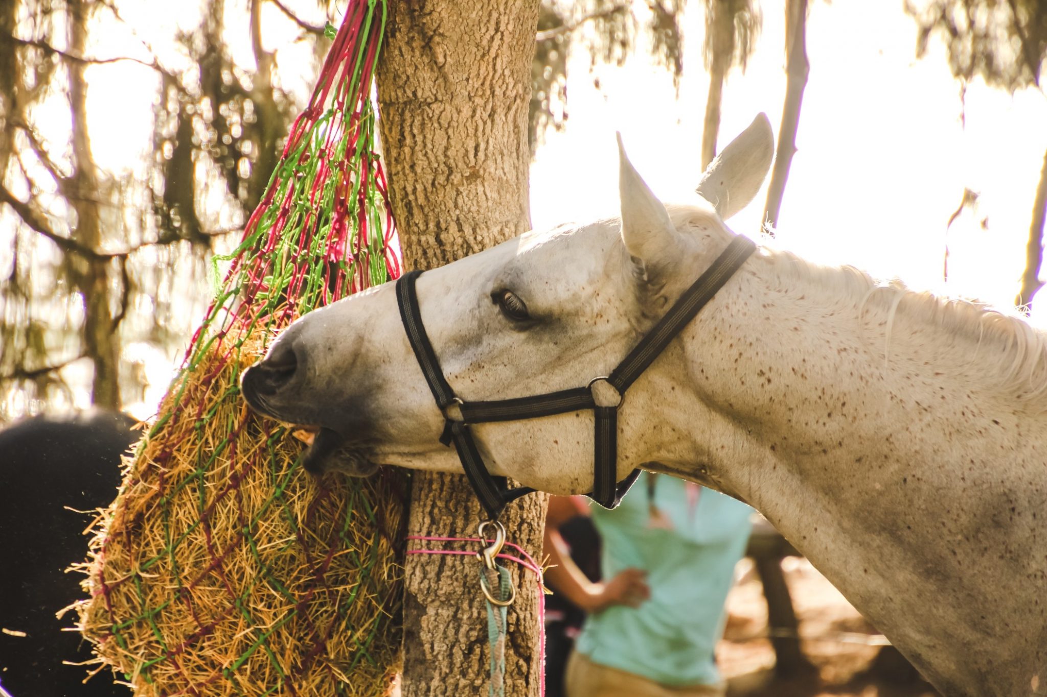 Da Pferde einen hochsensiblen Verdauungstrakt haben und zu Koliken neigen, kommt es auf der richtige Futter an. Foto INimages via Twenty20