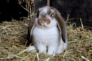 Kaninchen haben oft wiederkehrende und unübersehbare Verhaltensweisen. Foto Loreke76 via Twenty20