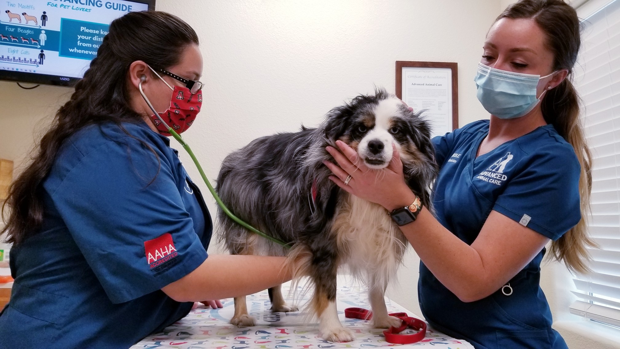 Bei manchen Hundeerkrankungen ist die kostspielige Behandlung durch einen Tierarzt unvermeidlich. Foto AZ.BLT via Twenty20