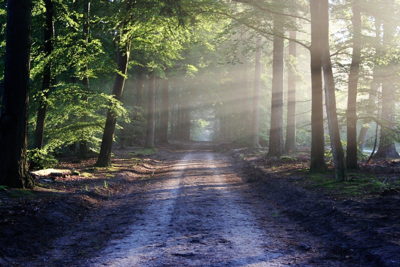 Ein Spaziergang im Wald ist zu jeder Tageszeit besonders erholsam. Foto: bertvhul CCO Public Domain via pixabay