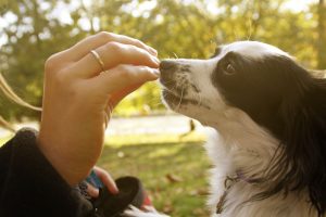Training macht jedem Hund Spaß und fördert das Miteinander von Mensch und Tier. Foto wiesmannnn viaTwenty20