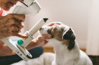 Welche Folgen haben die Übernahmen von Tierarztpraxen durch Großkonzerne wie Nestlé und Mars Foto criene vie Twenty20
