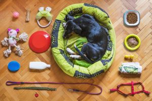 Spielzeuge und Futterutensilien sind im Alltag mit Hund eine große Hilfe. Foto: via pixabay.de © mattycoulton CCO Public Domain