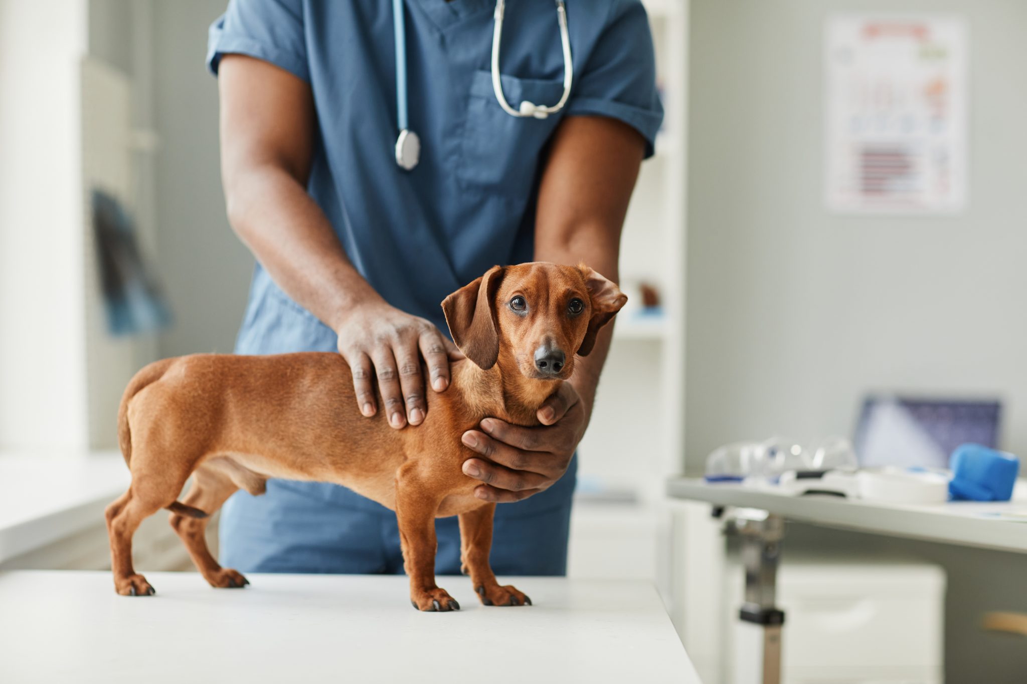 Nicht alle Krankheiten eines Haustiers müssen durch einen Tierarzt behandelt werden. Foto: seventyfourimages via Envato