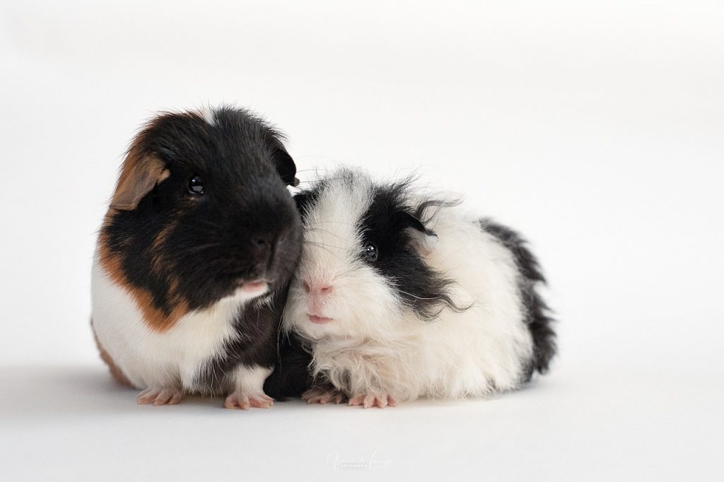 Wie Oft Muss Man Meerschweinchen Die Krallen Schneiden Krallen schneiden beim Meerschweinchen