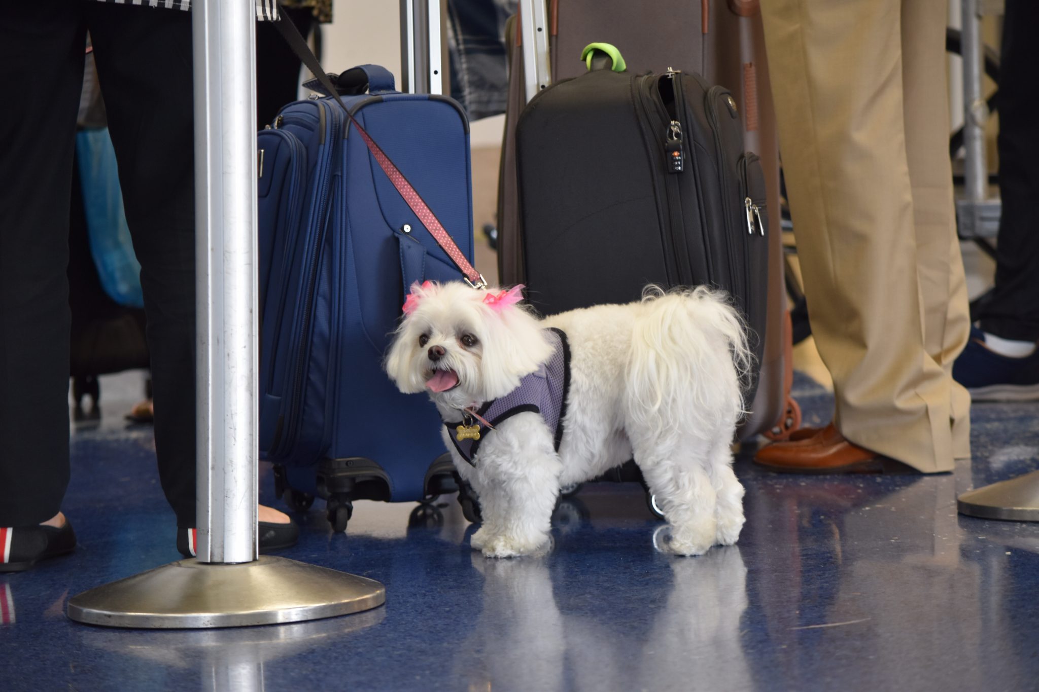 Wer mit seinem Hund ins Ausland verreist muss einiges beachten. Foto Malisunshine via Envato