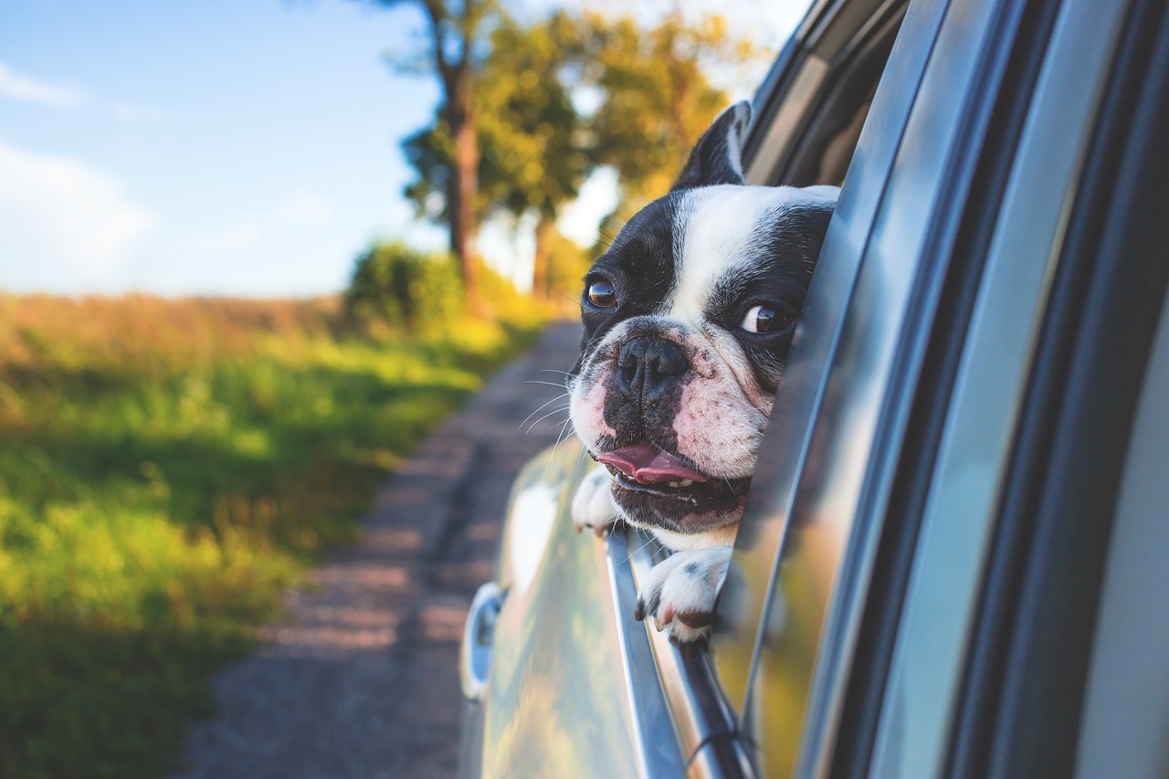 akse Bil Måling Hund Auto fahren beibringen – Training & Tipps