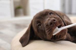Auch für Hunde ist Zahngesundheit besonders wichtig. Foto © New Africa stock adobe