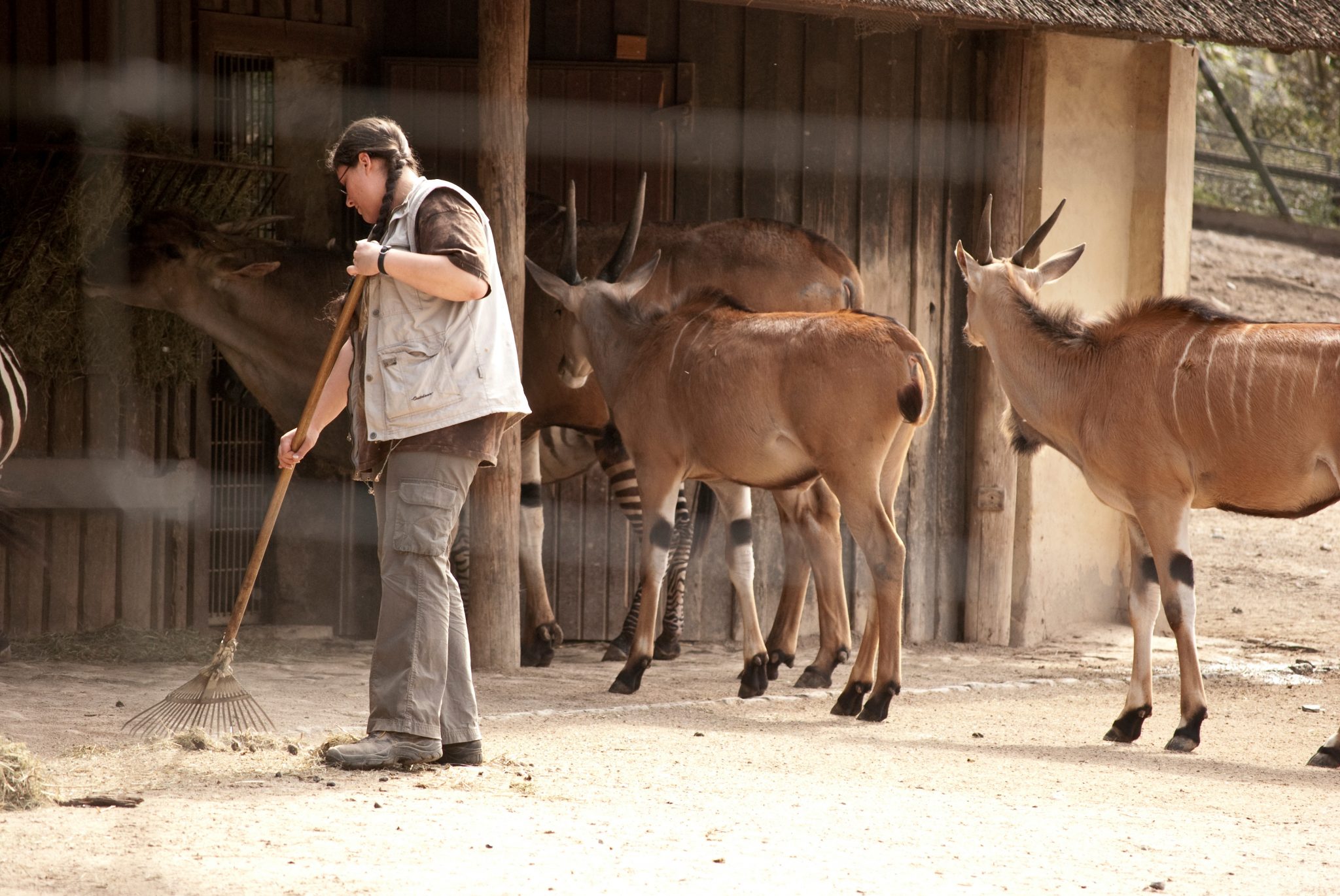 Tierpfleger ist einer von zahlreichen Tierberufen. Foto ©Tim Aßmann stock adobe