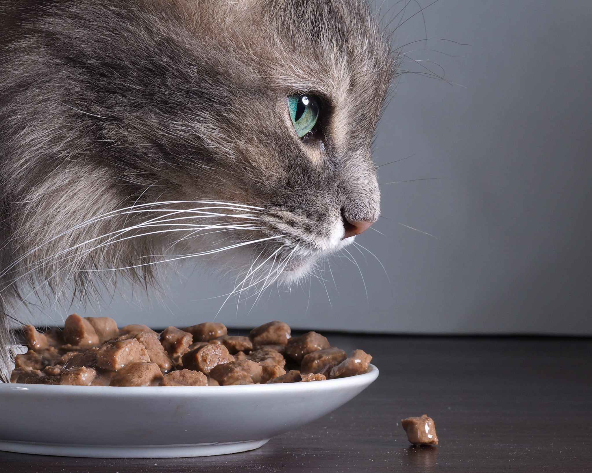 Für Katzen empfehlenswert ist hochwertiges Feuchtfutter. Foto: © kozorog /stock adobe