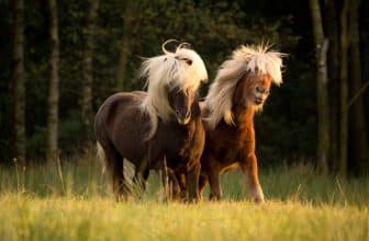 Islandpferde sind gutmütig und freundlich. Foto: ©Nadine Haase /stock adobe