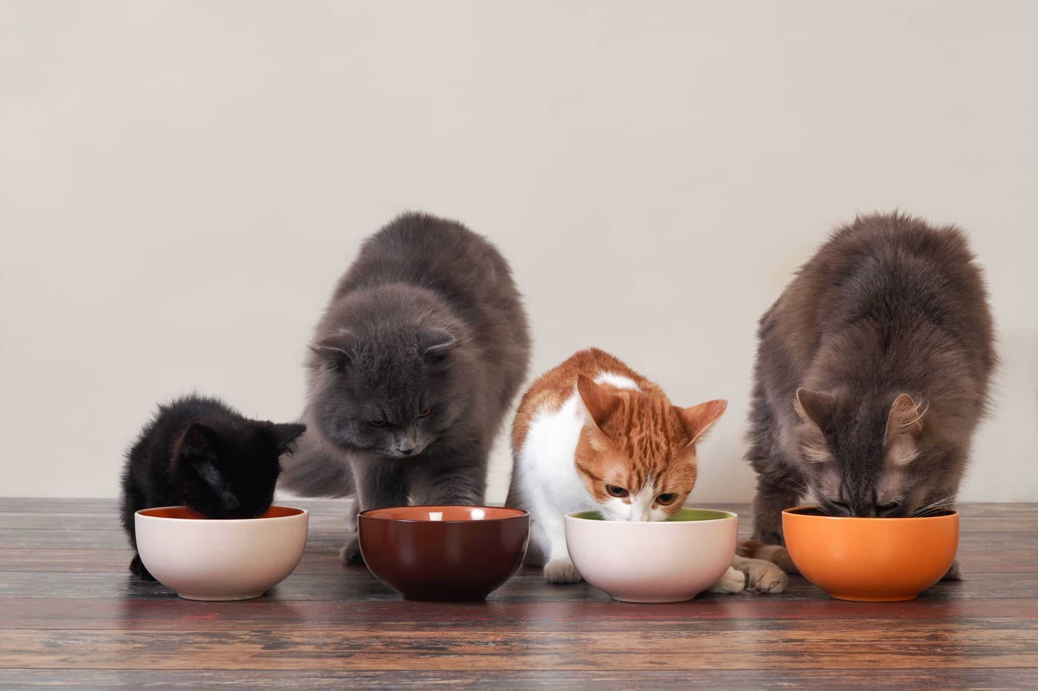 Katzenfutter mit hohem Fleischanteil ist für Stubentiger sehr empfehlenswert. Foto: © kozorog /stock adobe