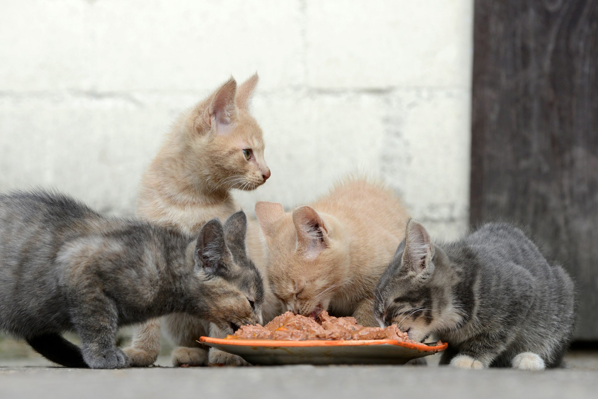Katzenfutter sollte weder Zucker noch Getreide enthalten. Foto © Carola Schubbel stock adobe