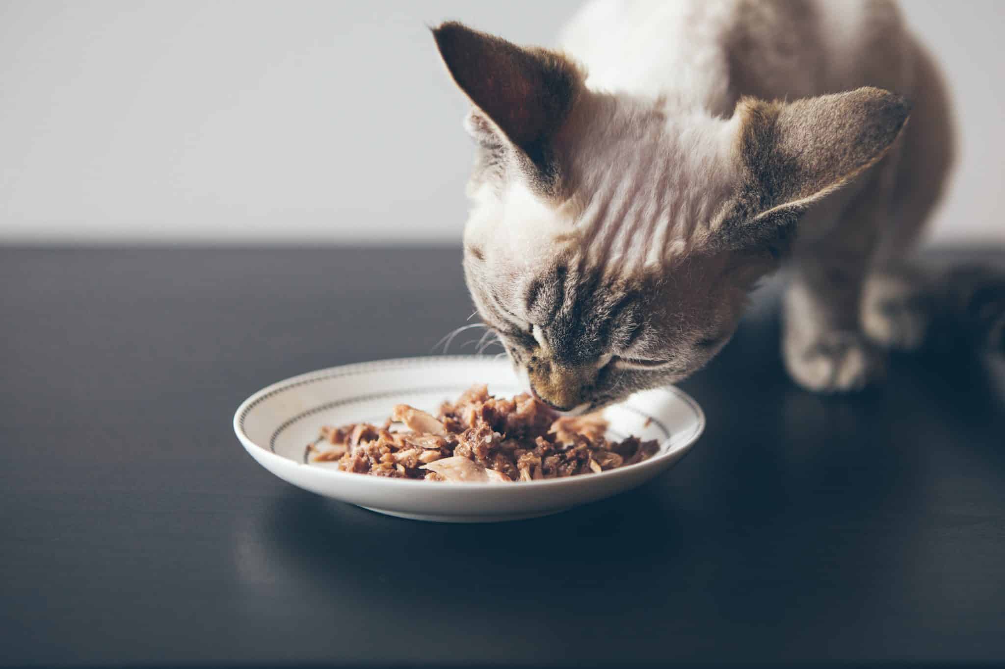 Welches Katzenfutter ist für Samtpfoten wirklich geeignet Foto ©veera stock adobe
