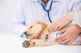 Sobald der Hund Symptome einer Magendrehung zeigt, sollte man umgehend den Tierarzt aufsuchen. Foto: © gamelover / stock adobe