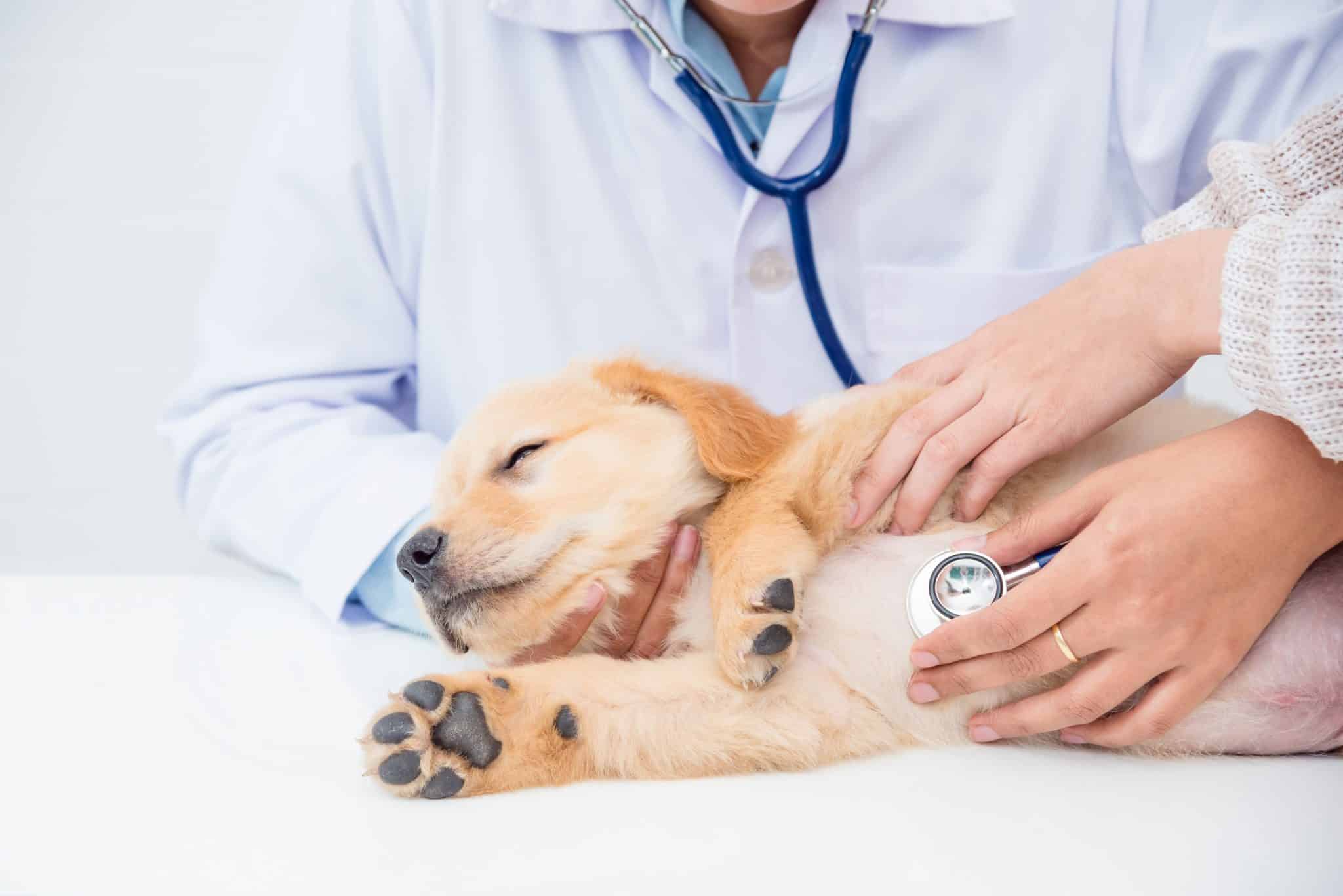 Sobald der Hund Symptome einer Magendrehung zeigt, sollte man umgehend den Tierarzt aufsuchen. Foto: © gamelover / stock adobe