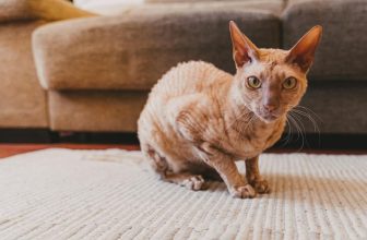 Peterbald Katze: Steckbrief, Verhalten & Pflege