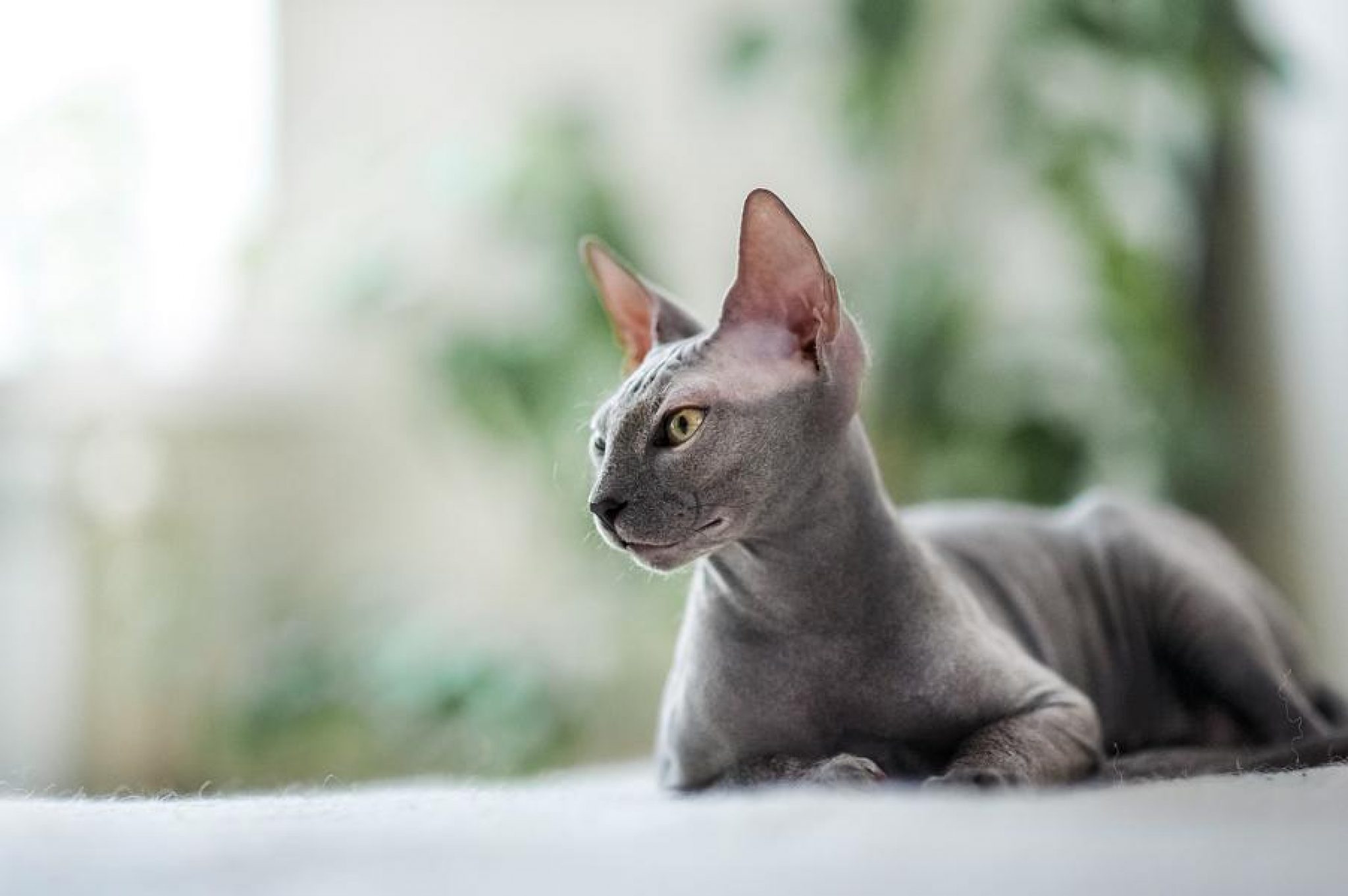 die-sphynx-katze-haltung-pflege-berufungtier-de-tierblog