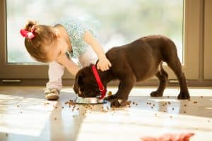 Kleinkinder und Hunde vertragen sich prima, wenn einige Regeln des Miteinanders beachtet werden Foto: © AntonioDiaz / stock adobe