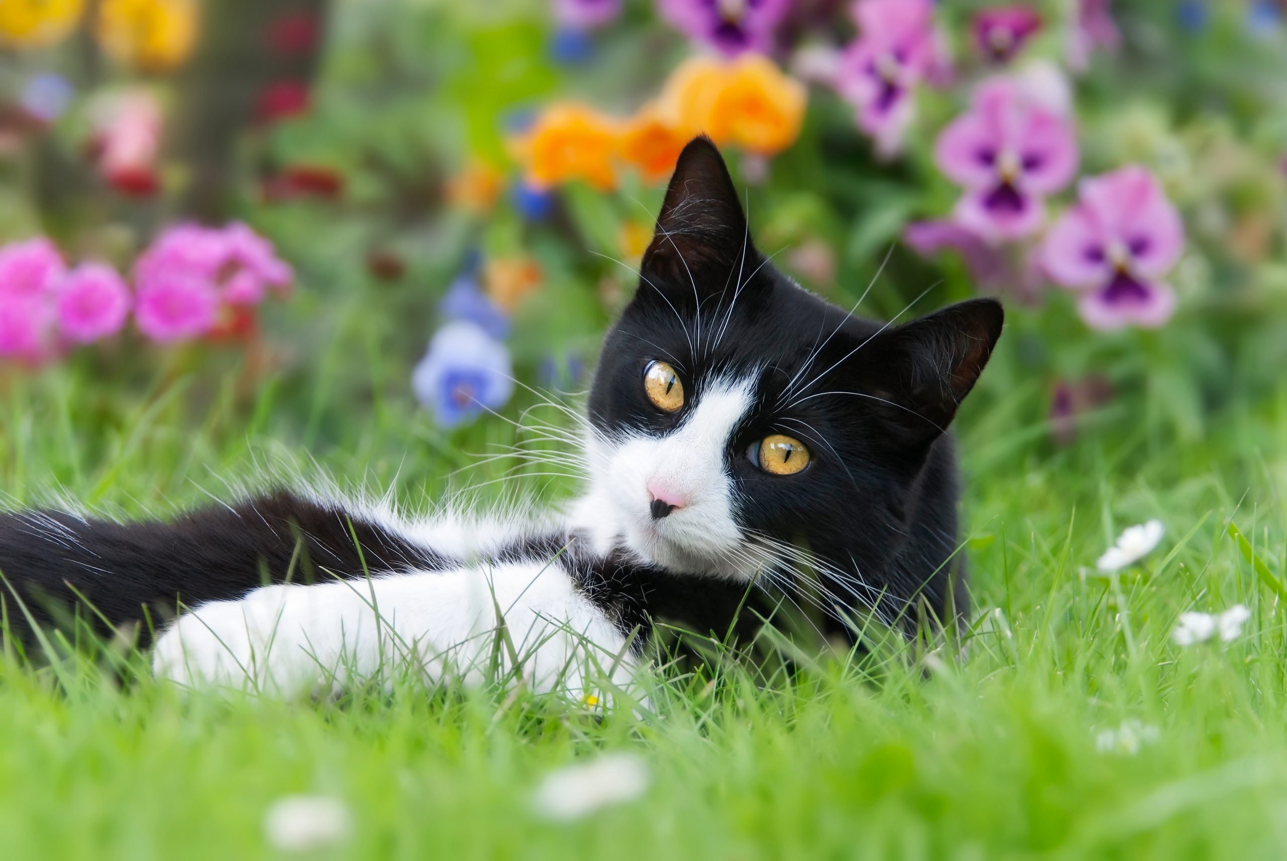Auch im Garten kommen Katzen oft mit giftigen Substanzen in Kontakt. Foto © kathomenden stock adobe