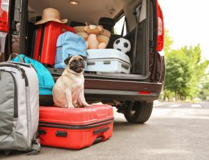 Urlaub mit Hund – 5 exklusive Tipps. Foto ©Africa Studio stock adobe