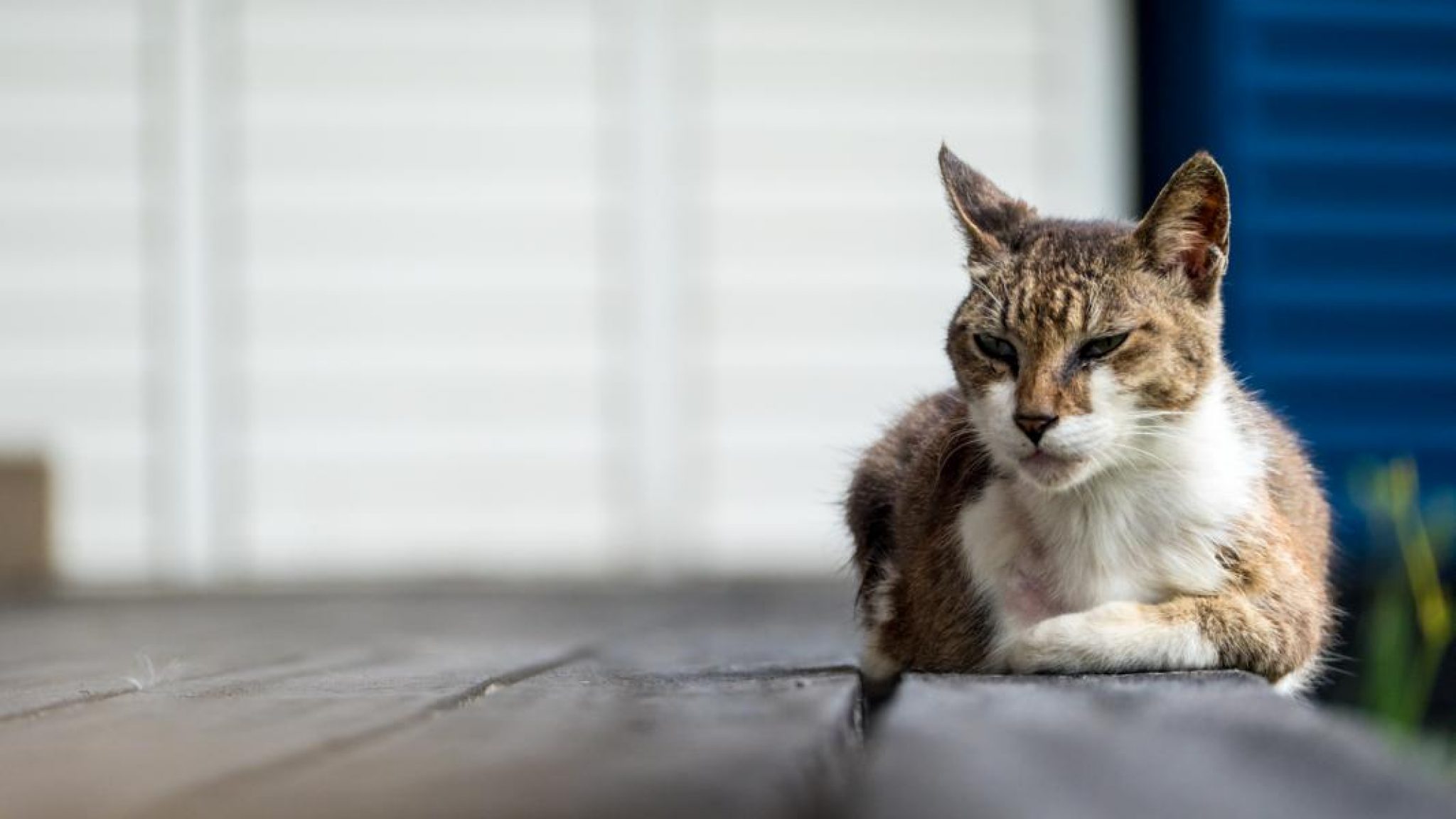 Woran Merke Ich Dass Meine Katze Stirbt 8 Anzeichen dafür, dass eine Katze stirbt - BerufungTier.de -Tierblog
