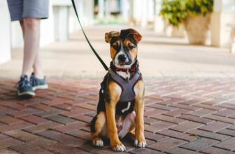 Was ist besser – Halsband oder Geschirr für den Hund?
