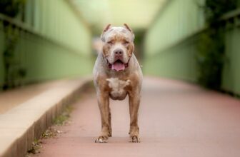 Amerikanische Bulldogge: Steckbrief, Charakter & Haltung