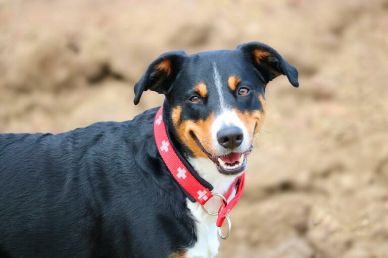 Appenzeller Sennenhund: Steckbrief, Charakter & Haltung - BerufungTier ...