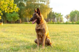 Belgischer Schäferhund: Steckbrief, Charakter & Haltung