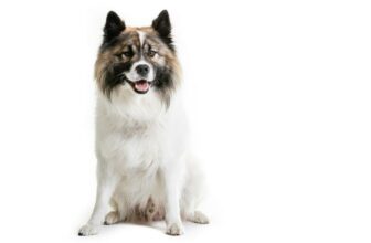 Elo Hund: Steckbrief, Charakter & Haltung