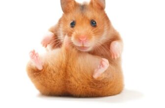 Anatomische Besonderheiten Hamster